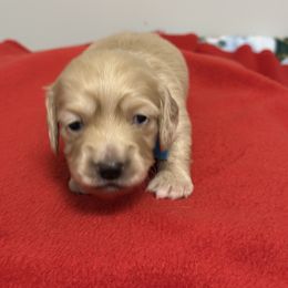 Blue collar - Cream male Dachshund puppy in Hensley, Arkansas from Fink Dachshund Farm - Central Arkansas