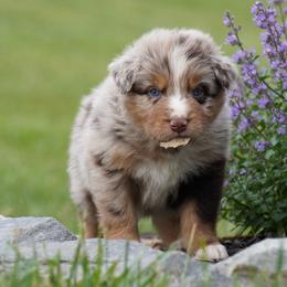 Cashew - Red merle male Australian Shepherd puppy in Glenville, Pennsylvania from Rolling Hills Australian Shepherds