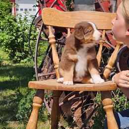 Barb - Red tri-color female Australian Shepherd puppy in Powell, Wyoming from Waterworth Australian Shepherds
