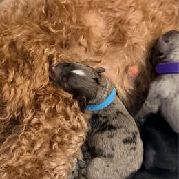 Desi - Blue merle male Aussiedoodle puppy in Davie, Florida from Miami Mini Doodles