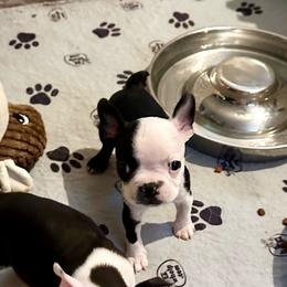 Boy four - Black brindle and white male Boston Terrier puppy in Georgia from KD’s K9 Oasis