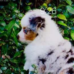 Toy Australian Shepherd Puppies from B&B Toy Aussies