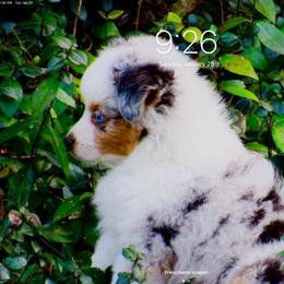 Toy Australian Shepherd Puppies from B&B Toy Aussies