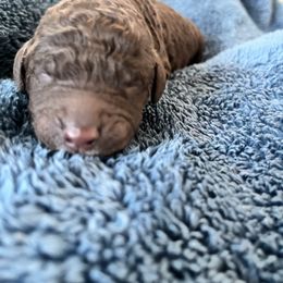 Mint collar - Chocolate female Labradoodle puppy in Manor, Texas from The Lovadoodles of Texas