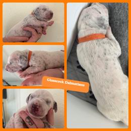 Dalmatian Puppies from Glasscock Dalmatians