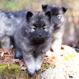 Brink - Wolf sable male Pomsky puppy in Moultonborough, New Hampshire from Foxfire Arctic Spitz