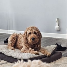 Jeter - Goldendoodle
