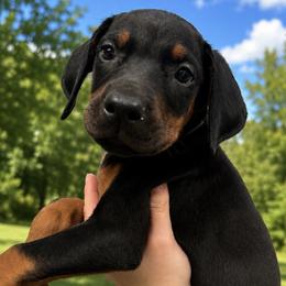 MOCHI - Black and rust female Doberman Pinscher puppy in Wellington, Ohio from Jessie (TDD, llc)