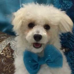 O’Malley - Poodle