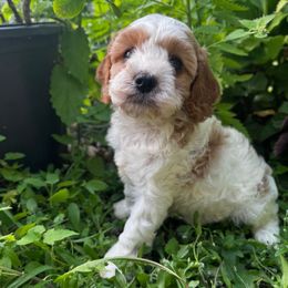 Charlotte (Dove) - Blenheim female Cavapoo puppy in Battle Lake, Minnesota from Panda Puppies