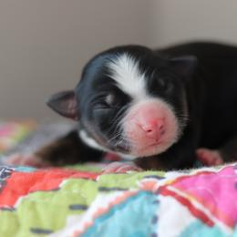 Miniature Australian Shepherd Puppies from Diamond D Mini Aussies