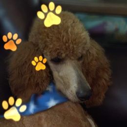 Blaze - Poodle