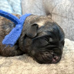 Pilot - Chestnut brindle male Cane Corso puppy in Cameron Park, California from Lionheart Cane Corso