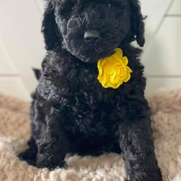 Goldendoodle Puppies from McClelland Doodles