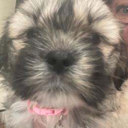 Hayden a Akc girl 1 pink collar girl - Cream female Lhasa Apso puppy in Chico, California from Lhasa Apsos of northern Ca . Biewer terriers of northern California