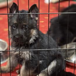 White collar male - Black and red male German Shepherd puppy in Wyoming, Michigan from Big Jones Kennels