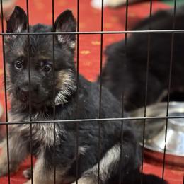 White collar male - Black and red male German Shepherd puppy in Wyoming, Michigan from Big Jones Kennels