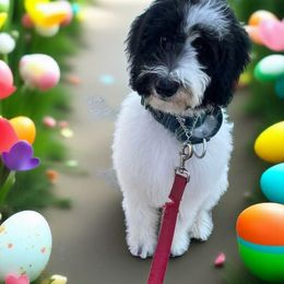 Juniper - Black and white Bernedoodle puppy in Windsor, Colorado from Front Range Family Doodles