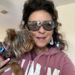 Yorkshire Terrier All Grown Up from My Yorkie Melts❤️❤️❤️