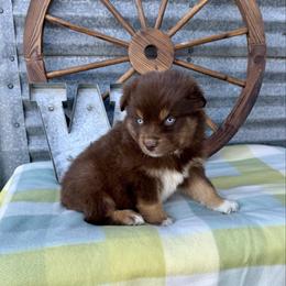 Hershey - Red tri male Miniature Australian Shepherd puppy in Checotah, Oklahoma from Wild Outlaw Aussies