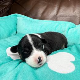 CASH - Black and tan male Pembroke Welsh Corgi puppy in Ritzville, Washington from Sapphire Iris Corgis