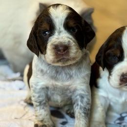 Boy 1 - Tri-Roan male English Springer Spaniel puppy in Fairfield, California from Goldridge Springers