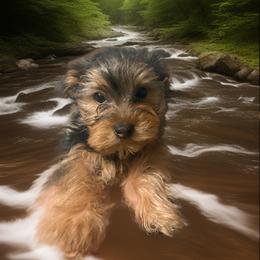 Orange boy - Black and tan male Yorkshire Terrier puppy in Pomona, California from Lunio's Yorkies