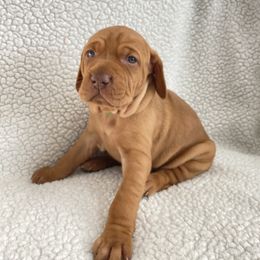 Vizsla Puppies from Valor Vizsla's