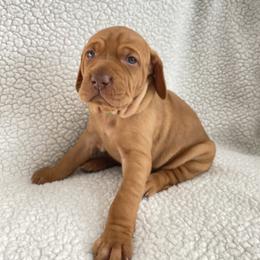 Vizsla Puppies from Valor Vizsla's
