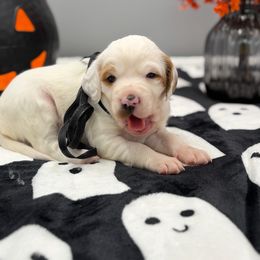 Biscuit - Orange belton male English Setter puppy in Rogers, Ohio from StoneyBrook Setters