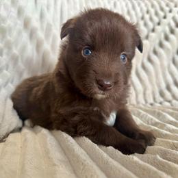 Rio - Red & white male Miniature Australian Shepherd puppy in New Hampton, Iowa from Full River Australian Shepherds
