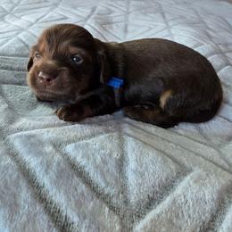 Rolo - Chocolate and tan male Dachshund puppy in Tucson, Arizona from Joplin's Hippo House