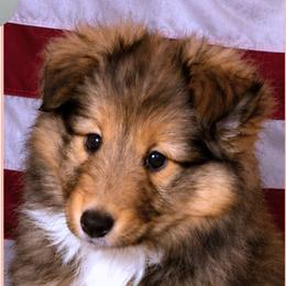 Girl 1 - Cordelia - Sable and white female Shetland Sheepdog puppy in Elberton, Georgia from Ioney's Southern Paws Shelties, Frenchies, and Yorkies