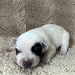 Female 3 - Blue female Australian Cattle Dog puppy in Irvington, Kentucky from Dry Valley’s Australian Cattle Dogs