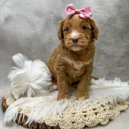 Pipit - Apricot female Goldendoodle puppy in Williamson, New York from Lakeside Doodles