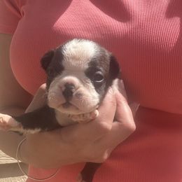 Girl 3 - Black brindle and white female Boston Terrier puppy in Powell Butte, Oregon from RVF Boston Terriers