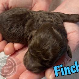 Finch - Brown male Cockapoo puppy in Anniston, Alabama from Mason Farmhouse Poodles, Doodles & Poos (Breeding & Stud Services)