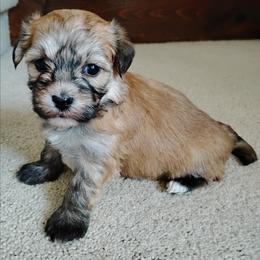 Anise - Red sable female Havanese puppy in Kinston, North Carolina from Court Jester Havanese and Prissy Diva Russian Salon Dogs