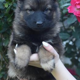 Yellow Collar Female - Sable female German Shepherd puppy in Marianna, Florida from Haus M Godwin