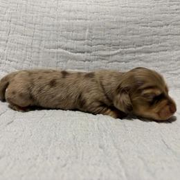 Chocolate and cream Dapple Girl (light) - Dapple female Dachshund puppy in Fontana, California from Oscar Meyer’s Weenies