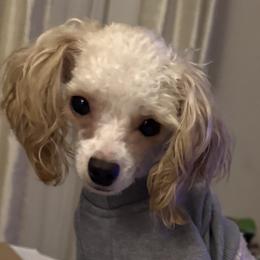 Nemo - Poodle