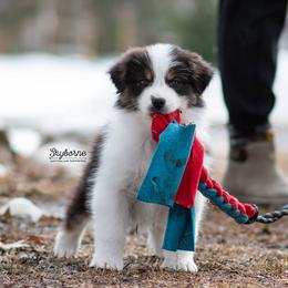 Flash - Black tri-color male Australian Shepherd puppy in Woodford, Virginia from Skyborne Australian Shepherds