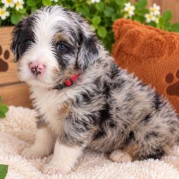 Harvest - Blue merle female Bernedoodle puppy in Lakeside, California from True Joy Bernedoodles and French bulldogs