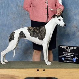 Hazel - Whippet
