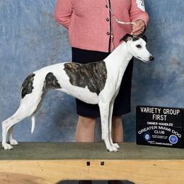Hazel - Whippet