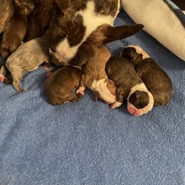 Boston Terrier Puppies from Stewie’s Bostons