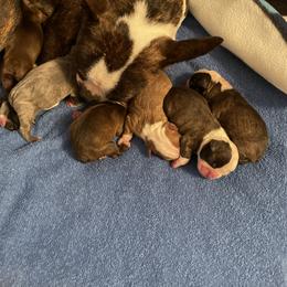 Boston Terrier Puppies from Stewie’s Bostons