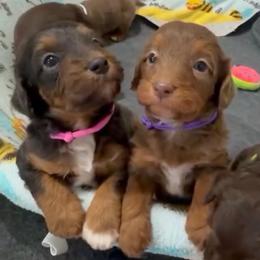 Sofie's Pink Girl - 2 Blue Eyes - Red tri-color female Aussiedoodle puppy in Burkesville, Kentucky from Bline’s Awesome Aussies, Aussiedoodles & Doxies at the Bline Family Farm