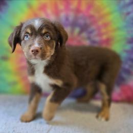 Sunflower - Red tri male Miniature Australian Shepherd puppy in Church Hill, Tennessee from Hippie Dog Haven