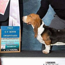 Beagles from Blueskies Hounds